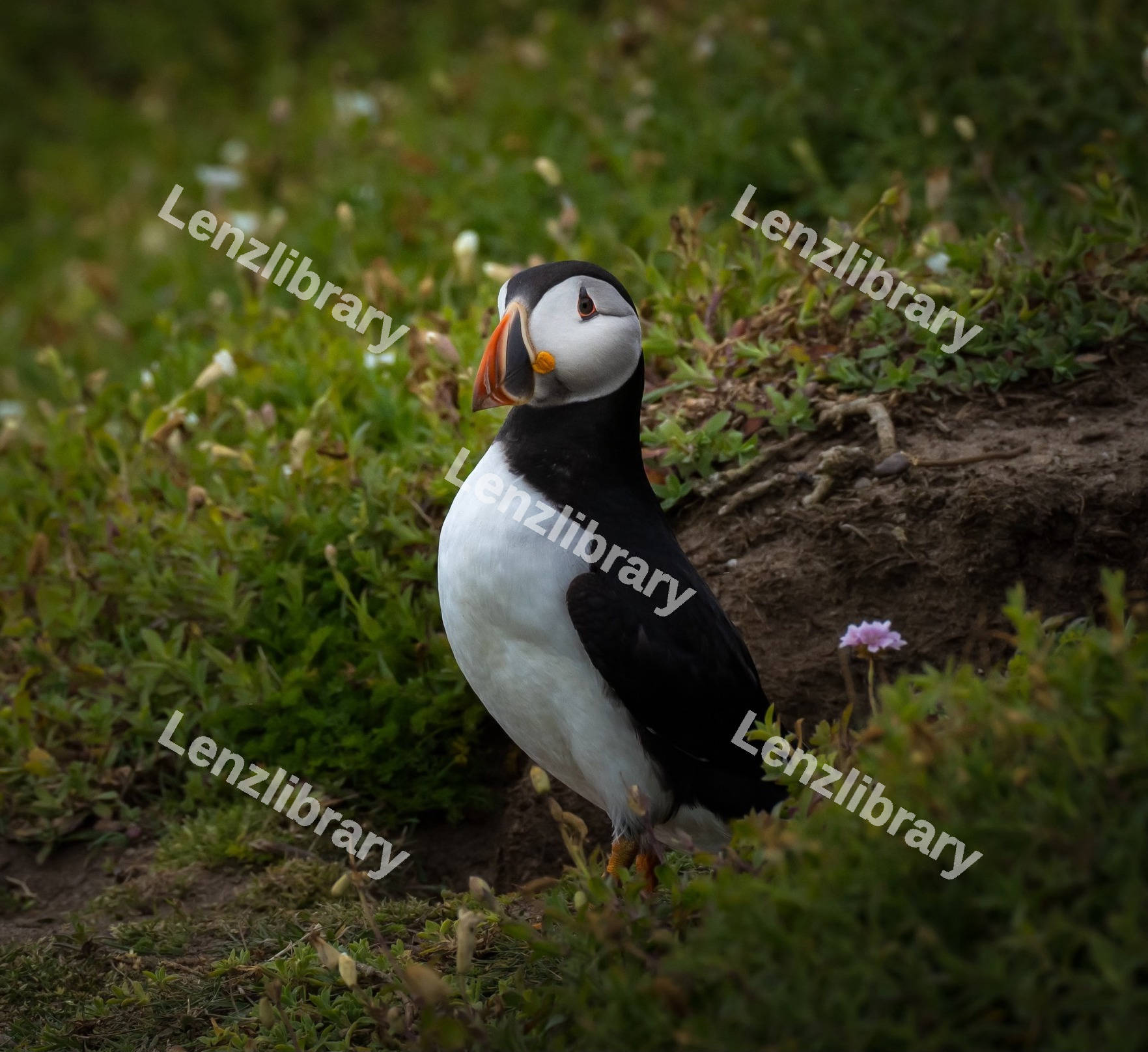 Atlantic puffin